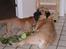 Bullmastiff Molly