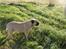 Bullmastiff Molly