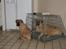 Bullmastiff Molly