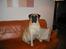 Bullmastiff Molly