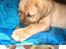 Broholmer Valde Ole Elo Edlav <''3 - Baby <´´3