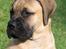 Bullmastiff Brak's Nagako Kuni/Bonnie