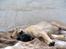 Bullmastiff Brak's Nagako Kuni/Bonnie