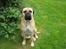 Bullmastiff Bertha - Mor skal have taget et billed til avisen, så endnu endgang skal jeg sidde stille!