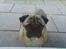 Mops marius