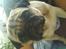Mops marius