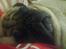 Mops marius