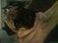Mops marius