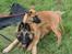 Tervueren Unique Ami Muxing - Muxing i tålmodig leg med Malinois hvalp