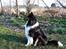 Collie langhåret Simba - sov sødt min skat! - Simba som model