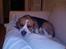 Beagle Magnus aka Bin Laden - Mor´s ben ka brugs som en god hovedpude. . .