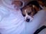 Beagle Magnus aka Bin Laden - Der var lige plads til mig her. . .