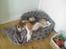 Beagle Magnus aka Bin Laden - Man sover godt i den her stilling. . . så godt at man må vende det hvide ud af øjnene. . .