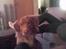 Nova scotia duck tolling retriever Basil