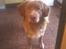 Nova scotia duck tolling retriever Basil