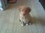 Nova scotia duck tolling retriever Basil