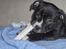 Staffordshire bull terrier Mathilde