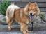Eurasier Casey (død juni 2011) - "Mor" forsøger sig som pressefotograf