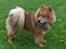 Eurasier Casey (død juni 2011) - Hvem skal jeg kigge på ?