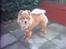 Eurasier Casey (død juni 2011) - ca ½ år gammel