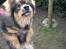 Finsk lapphund Lapinlempi Aamuntuike - seee, jeg kan jo godt springe...........