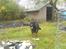 Schæferhund Balto R.I.P 23/6 2009 - Hjælper Far med at lave have
