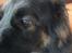 Schæferhund Balto R.I.P 23/6 2009