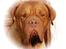 Dogue de bordeaux Násly R.I.P - Násly de El Siscar - elsket og savnes