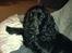 Cocker spaniel Django - Hvorfor tager du altid billeder:-)