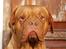 Dogue de bordeaux Den røde tønde, Rosita. R.I.P. - Nosuch Bulldogues I´m Cribrosa