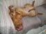 Dogue de bordeaux Den røde tønde, Rosita. R.I.P. - Søndagslur i sofaen