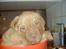 Dogue de bordeaux Den røde tønde, Rosita. R.I.P. - Da jeg var lille blev jeg vejet i en stor skål