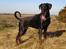 Dobermann Jotunheim´s Drome "Diser"