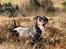 Dobermann Jotunheim´s Drome "Diser"