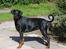 Dobermann Jotunheim´s Drome "Diser"