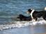 Border collie Freddy - Mig og  Baloo når livet er allerbedst...................ved vandet........