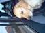 Golden retriever Bella også kaldet bellsen - Det er altså surt at man altid skal sidde i bilen når mor og far handler.