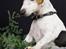 Jack russell terrier vabber