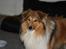 Shetland sheepdog Simba