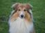 Shetland sheepdog Simba