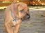 Rhodesian ridgeback Qenzo *Død*  - Qenzo på kennelen