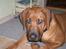 Rhodesian ridgeback Qenzo *Død*  -  er jeg ikke blevet stor