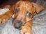 Rhodesian ridgeback Qenzo *Død*  - kigger lige 