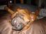 Rhodesian ridgeback Qenzo *Død*  - jeg kan godt lide at hygge på min sække pude 