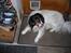 Blanding af racer bamse - det var en dejlig hunde kiks