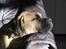 Bullmastiff Brak's Nagako Kuni/Bonnie