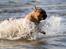 Bullmastiff Brak's Nagako Kuni/Bonnie - badenymfen sommer 2008