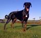 Dobermann Jotunheim´s Drome "Diser"