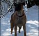 Bullmastiff Zera