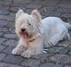 West highland white terrier Bølle R.I.P :(